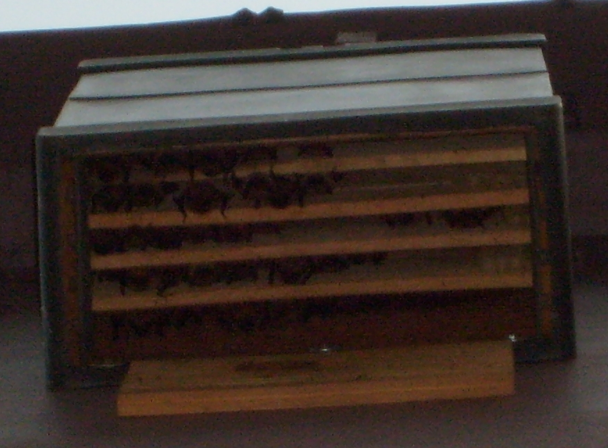 More bats!